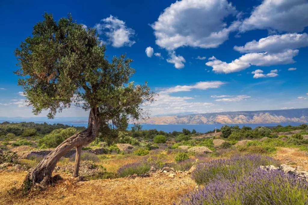 hvar island olive lavender scaled e1638453993614