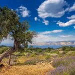 hvar island olive lavender scaled e1638453993614
