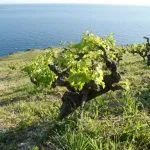 vineyard