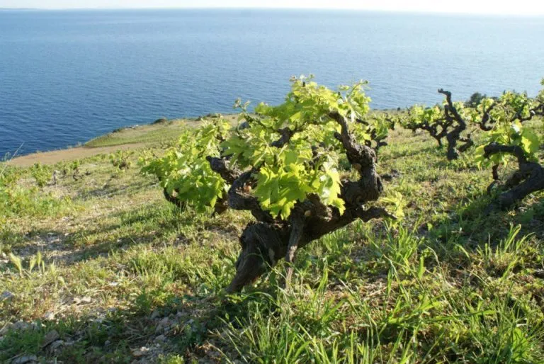 vineyard